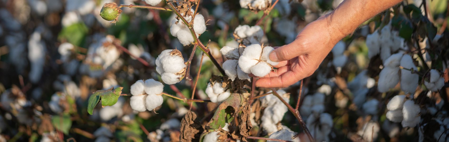 Common types of cotton and their differences.